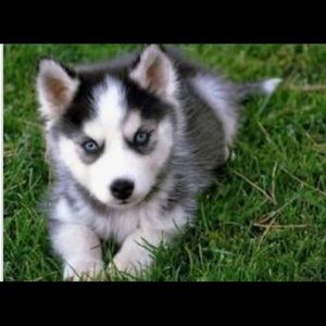 Meet your Posher, Keily